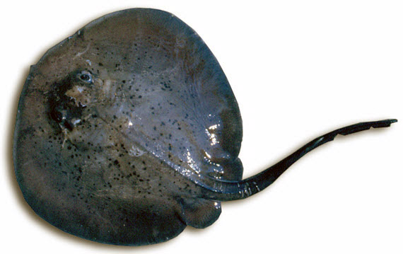 Taenura gravata04